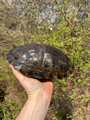 Rio Grande River Cooter Adults (Pseudemys gorzugi)