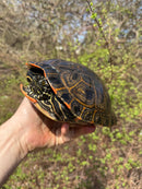 Rio Grande River Cooter Adults (Pseudemys gorzugi)