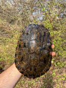 Rio Grande River Cooter Adults (Pseudemys gorzugi)