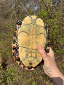 Rio Grande River Cooter Adults (Pseudemys gorzugi)