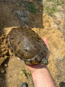 Rio Grande River Cooter Adults (Pseudemys gorzugi)