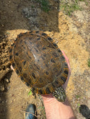Rio Grande River Cooter Adults (Pseudemys gorzugi)