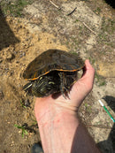 Rio Grande River Cooter Adults (Pseudemys gorzugi)