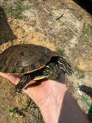 Rio Grande River Cooter Adults (Pseudemys gorzugi)