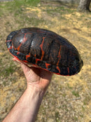 Northern Red Bellied Turtle Adult Female