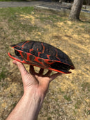 Northern Red Bellied Turtle Adult Female