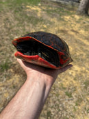 Northern Red Bellied Turtle Adult Female