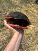 Northern Red Bellied Turtle Adult Female