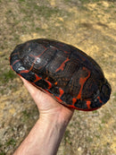 Northern Red Bellied Turtle Adult Female
