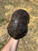 Northern Red Bellied Turtle Adult Female