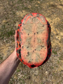 Northern Red Bellied Turtle Adult Female