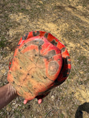 Northern Red Bellied Turtle Adult Female