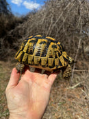 Southern Ilberian Greek Tortoise Female