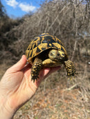 Southern Ilberian Greek Tortoise Female