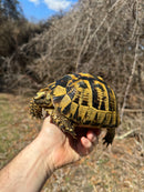 Southern Ilberian Greek Tortoise Female