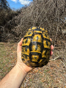 Southern Ilberian Greek Tortoise Female