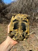 Southern Ilberian Greek Tortoise Female