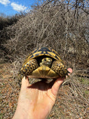 Southern Ilberian Greek Tortoise Female