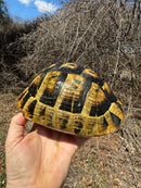 Southern Ilberian Greek Tortoise Female