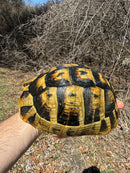 Southern Ilberian Greek Tortoise Female