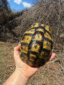 Southern Ilberian Greek Tortoise Female