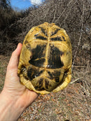 Southern Ilberian Greek Tortoise Female