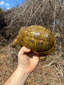 Jordanian Golden Greek Tortoise Female