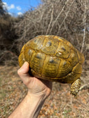 Jordanian Golden Greek Tortoise Female