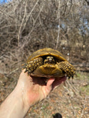 Jordanian Golden Greek Tortoise Female