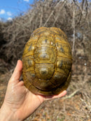 Jordanian Golden Greek Tortoise Female