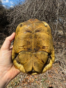 Jordanian Golden Greek Tortoise Female