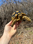 Southern Ilberian Greek Tortoise Female
