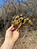 Southern Ilberian Greek Tortoise Female