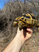 Southern Ilberian Greek Tortoise Female