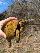 Jordanian Golden Greek Tortoise Female