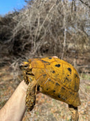 Jordanian Golden Greek Tortoise Female