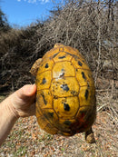 Jordanian Golden Greek Tortoise Female