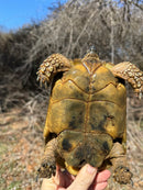 Jordanian Golden Greek Tortoise Female