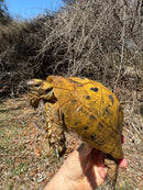 Jordanian Golden Greek Tortoise Female