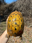 Jordanian Golden Greek Tortoise Female