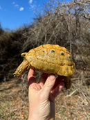 Jordanian Golden Greek Tortoise Male