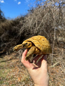 Jordanian Golden Greek Tortoise Male