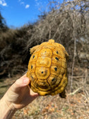 Jordanian Golden Greek Tortoise Male