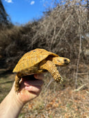 Jordanian Golden Greek Tortoise Male