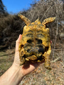 Jordanian Golden Greek Tortoise Male