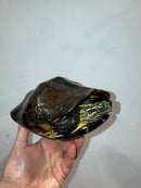 Reeves Turtles Adult Female