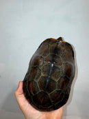 Reeves Turtles Adult Female