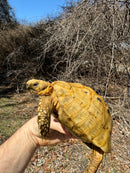 Jordanian Golden Greek Tortoise Male