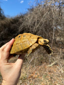 Jordanian Golden Greek Tortoise Male