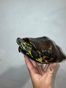 Reeves Turtles Adult Female